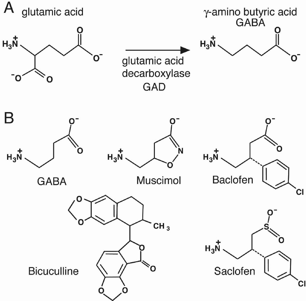 关于γ-氨基丁酸